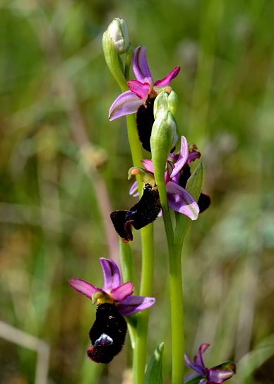 O.b.benacensis forma strana